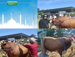 Hari Raya “Qurban” Yayasan Tahfidz Indonesia Sembelih Sapi Simental