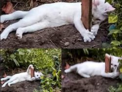 Bagi Si Kucing, “Hanya Tinggal Kenangan Yang Dingin & Sunyi.