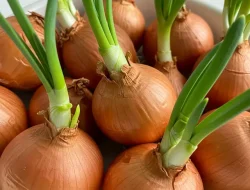 Kenali Lebih Jauh Cara Mengolah Bawang Yang Sudah Bertunas, Masih Amankah Untuk Dimakan.