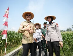 Dukung Swasembada Pangan Nasional, Panen Raya Jagung Serentak Kuartal II, Jadi Bukti Nyata Pemkot Sukabumi.