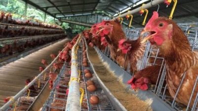 5 Potensi Unggul Berikut Keuntungan Ternak Ayam Petelur, Lengkap Dengan Tips Bagi Pemula.