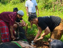 BMSN Kabupaten Bogor Gelar Pemotongan Hewan Kurban dari Bupati Bogor Rudy Susmanto